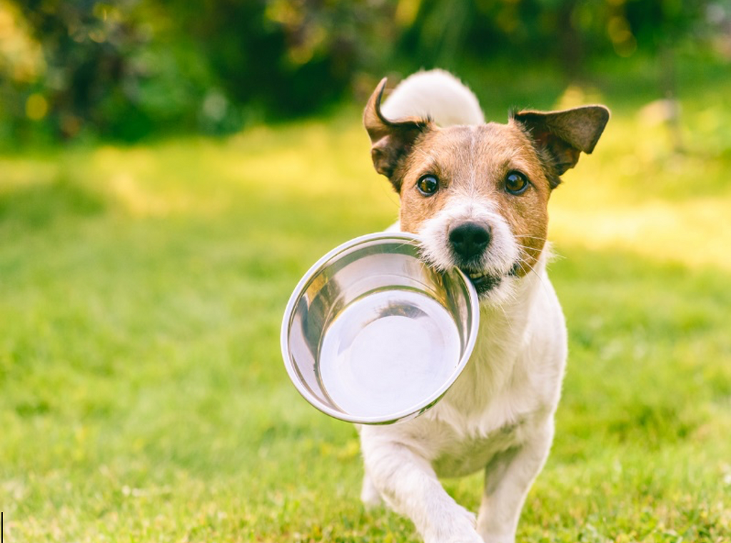 What Does "Complete and Balanced" on Pet Food Mean? -  Part 1